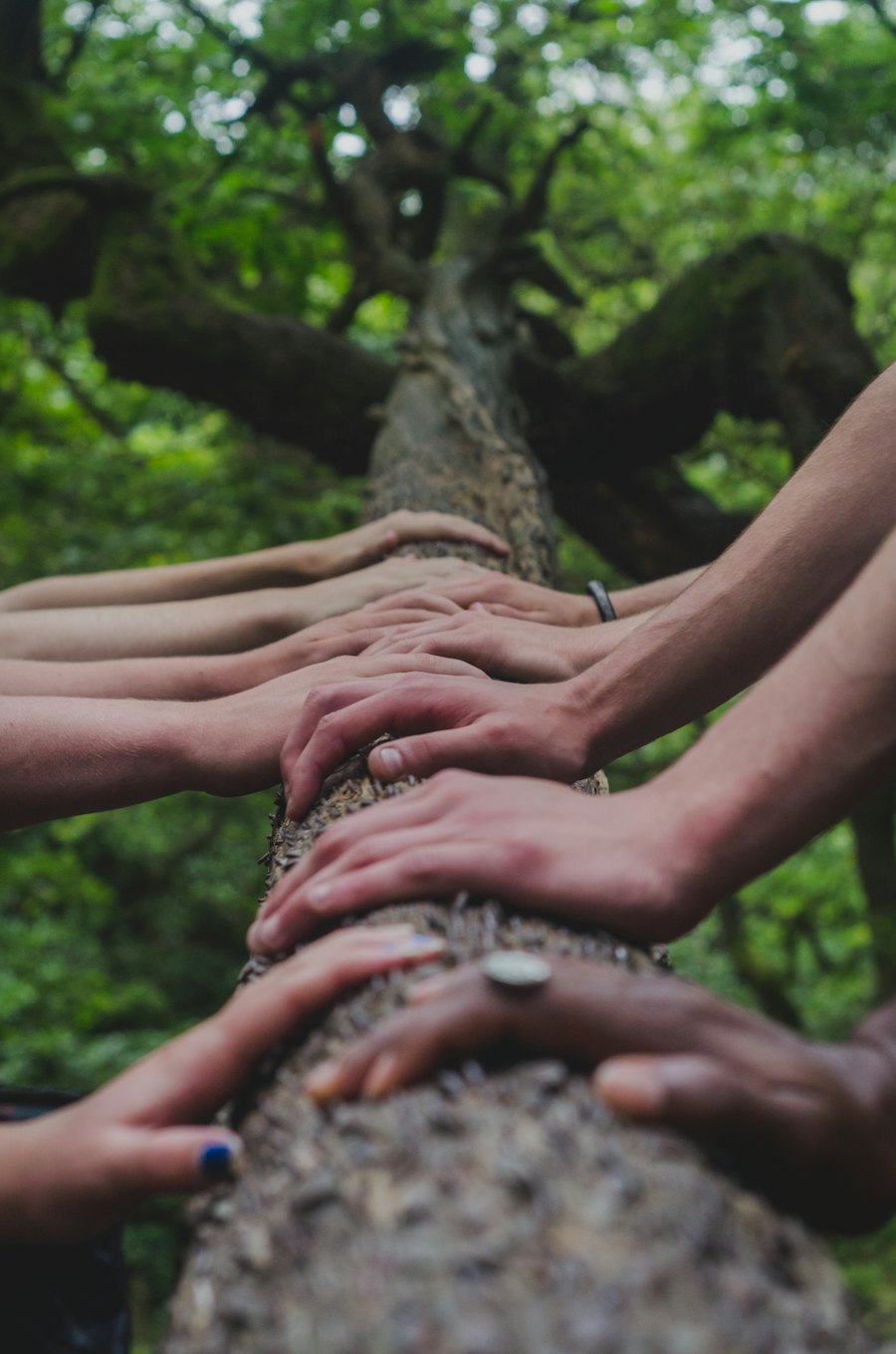 Hands of different people resting together on a tree branch